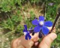 Anchusa azurea
